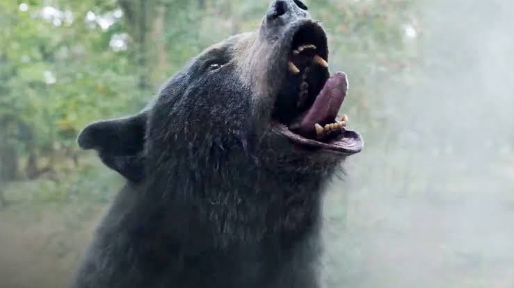 نقد فیلم Cocaine Bear | خرس عنکبوتی - گیمفا