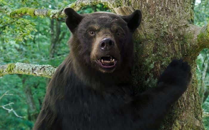 نقد فیلم Cocaine Bear | خرس عنکبوتی - گیمفا