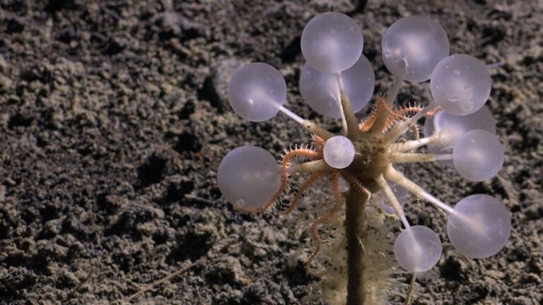 با تازه‌ترین کابوس اعماق دریا آشنا شوید: «گوی مرگ» گوشت‌خوار