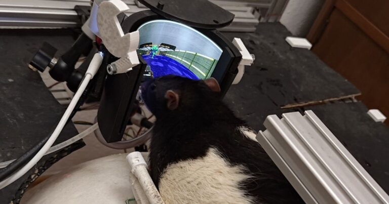 دانشمندان به موش‌ها DOOM بازی کردن را یاد داده‌اند