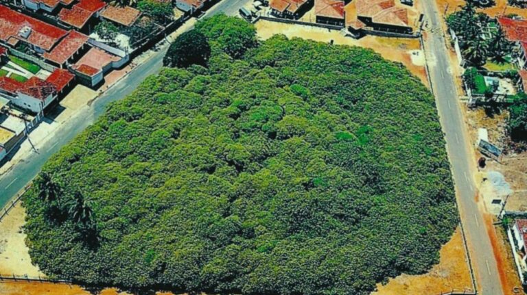 درختی در برزیل شبیه یک جنگل کامل است