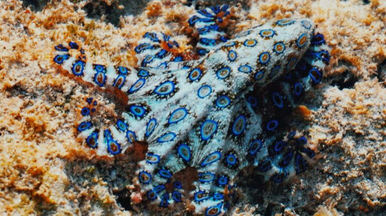 تماشا کنید: گردشگری که بدون اطلاع با یکی از مرگبارترین جانوران جهان بازی کرد