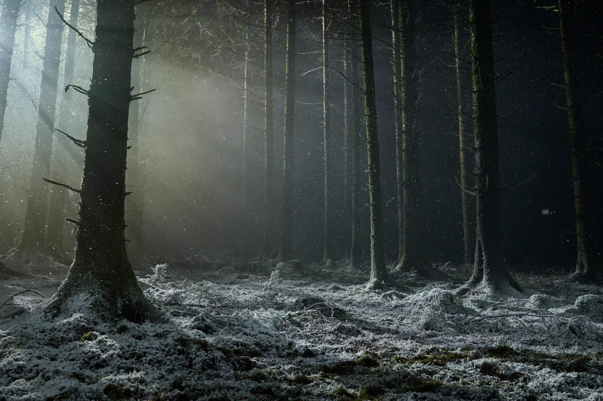 Snow covered Forest Floor with Tall Bare Trees Pale Light Filtering Through Mist