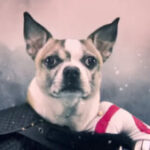 تصویر پروفایل dog of war