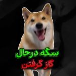 تصویر پروفایل سگِ در حال گاز گرفتن 🐕