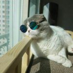 تصویر پروفایل The Cool Cat