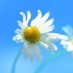 علی بهنیا