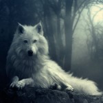 تصویر پروفایل Wild-Wolf
